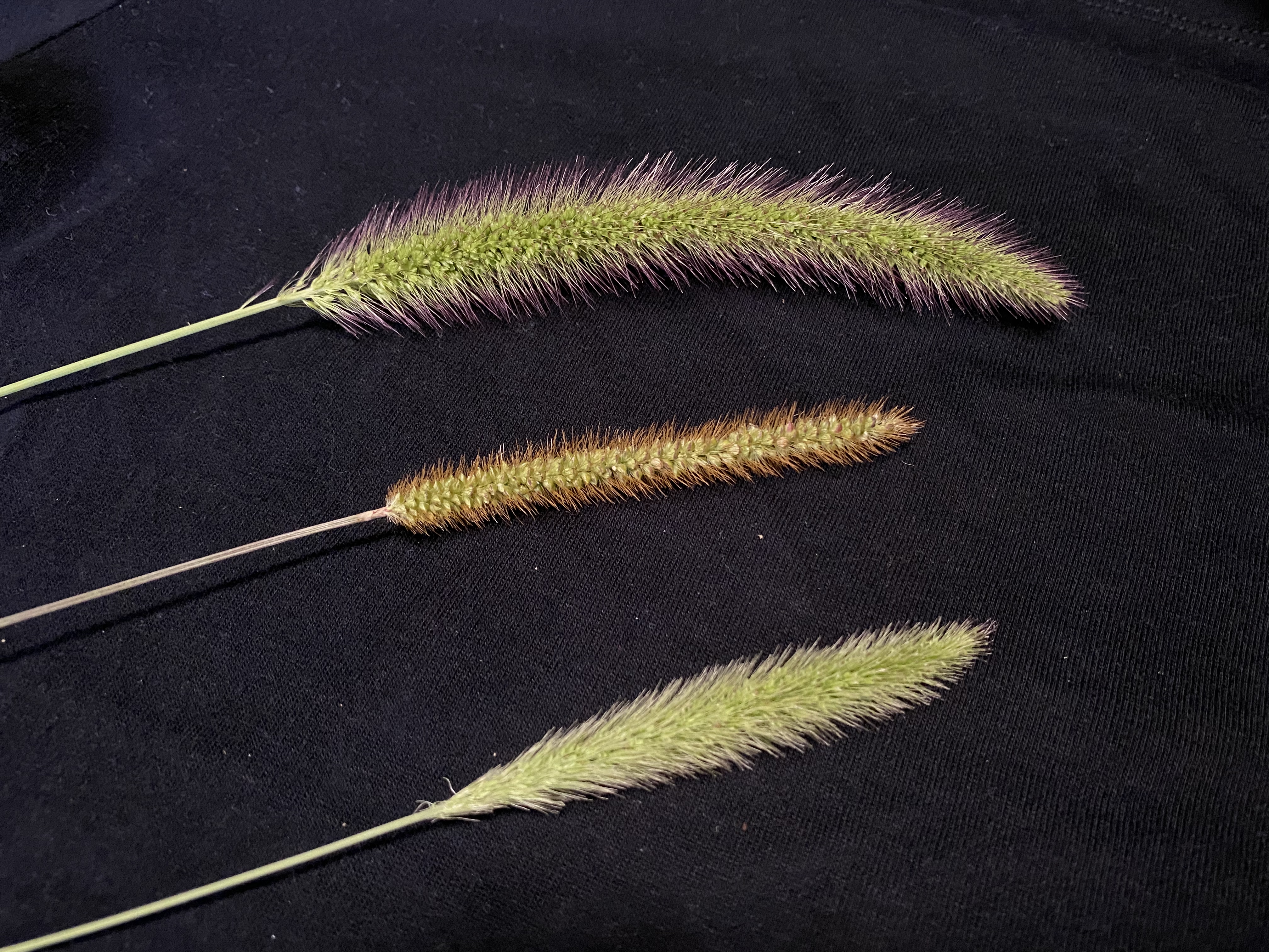Seedheads of foxtail plants.